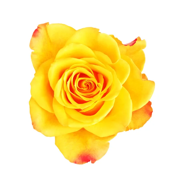 Rosa gialla fiore — Foto Stock