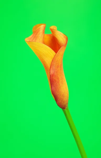 Naranja Calla Lily Flower — Foto de Stock