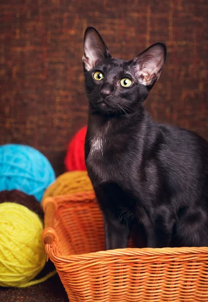 黑色的东方短毛猫坐在木制的篮子 — 图库照片