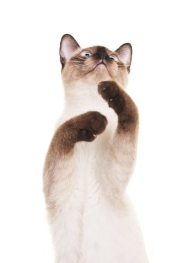 Tay kedi ile yükseltilmiş pençe