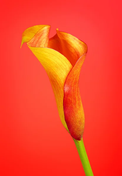 Oranje Calla Lily Bloem — Stockfoto