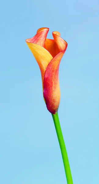 Kwiat pomarańczy Calla Lily — Zdjęcie stockowe