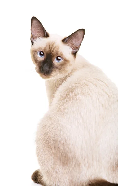 Тайская кошка портрет — стоковое фото