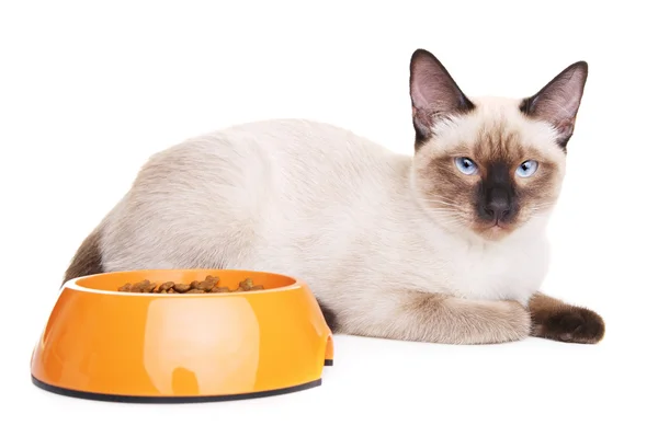 Gato tailandés con tazón de comida —  Fotos de Stock