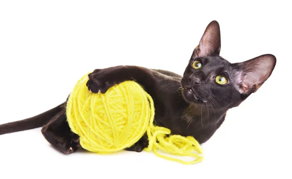 Preto Oriental Shorthair Cat Jogando com bola de lã — Fotografia de Stock