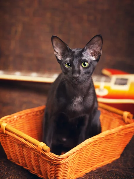 Zwarte Oosterse korthaar kat portret — Stockfoto