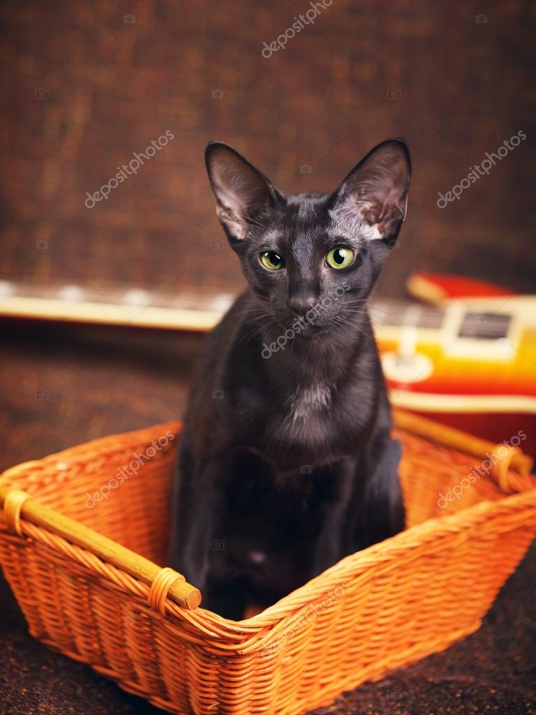 Black Oriental Shorthair Cat Portrait Stock Photo