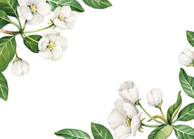 Suluboya elma çiçekleri ile arka plan