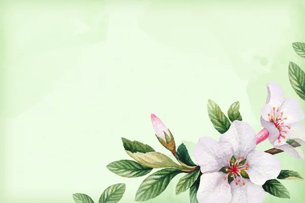 Akvarel Třešňové květy — Stock fotografie