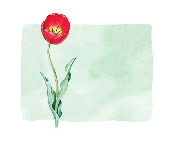 Akvarell tulipán virág. Tökéletes üdvözlőlap — Stock Fotó