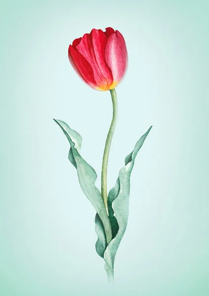 Aquarel tulip flower. — Stockfoto