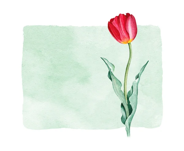 Aquarel tulip bloem. Perfect voor wenskaart — Stockfoto