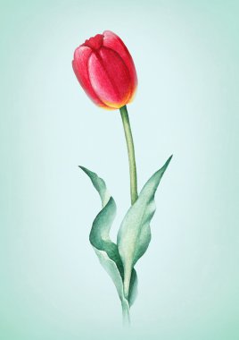 Sulu Boya Lale çiçek. Tebrik kartı için mükemmel