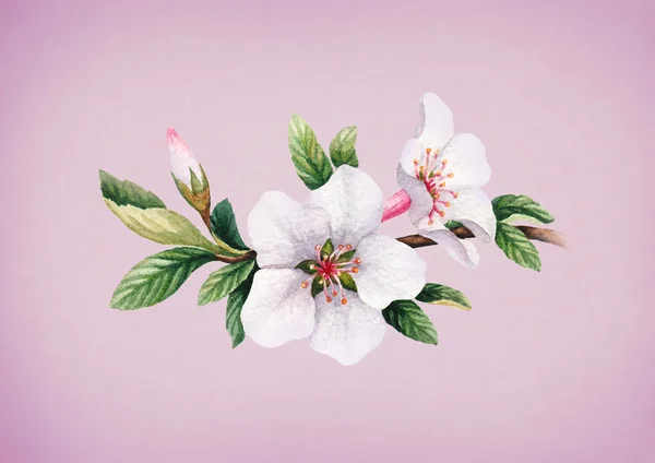 Ακουαρέλα Κεράσι άνθη — Φωτογραφία Αρχείου