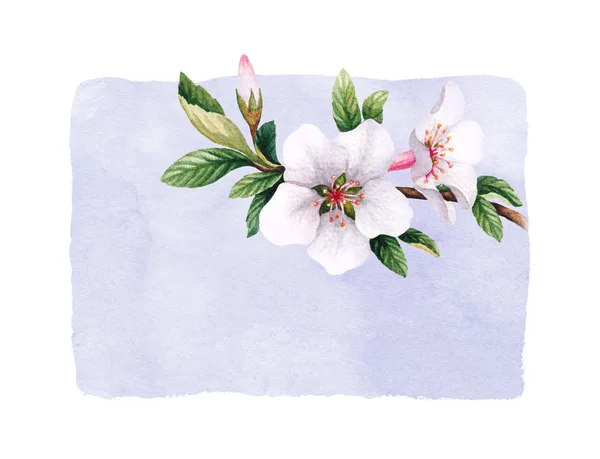 Akvarell cseresznye virágok — Stock Fotó