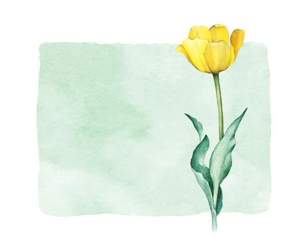 Akvarel tulipány. Perfektní pro přání — Stock fotografie