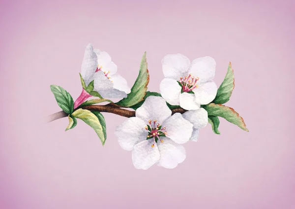 벚꽃 수채화 꽃 — 스톡 사진