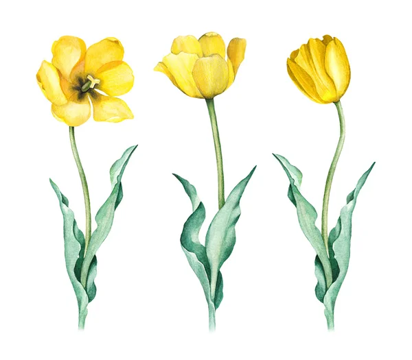 Акварельна ілюстрація тюльпанів — стокове фото