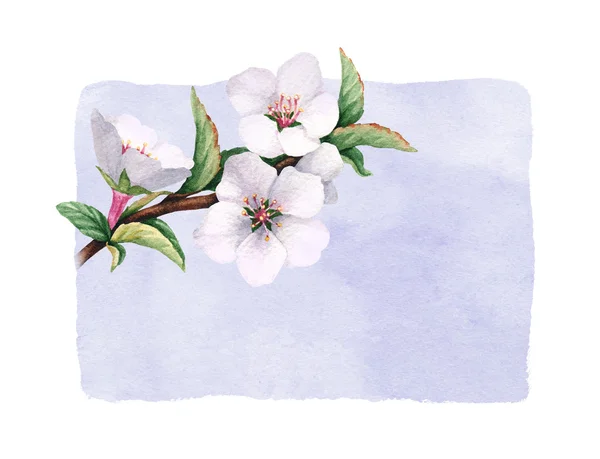 Watercolor cherry flowers — Stock Photo, Image