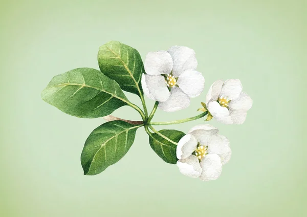 Akvarell apple blommor — Stockfoto