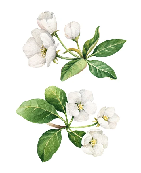 Akvarell apple blomma illustrationer — Stockfoto