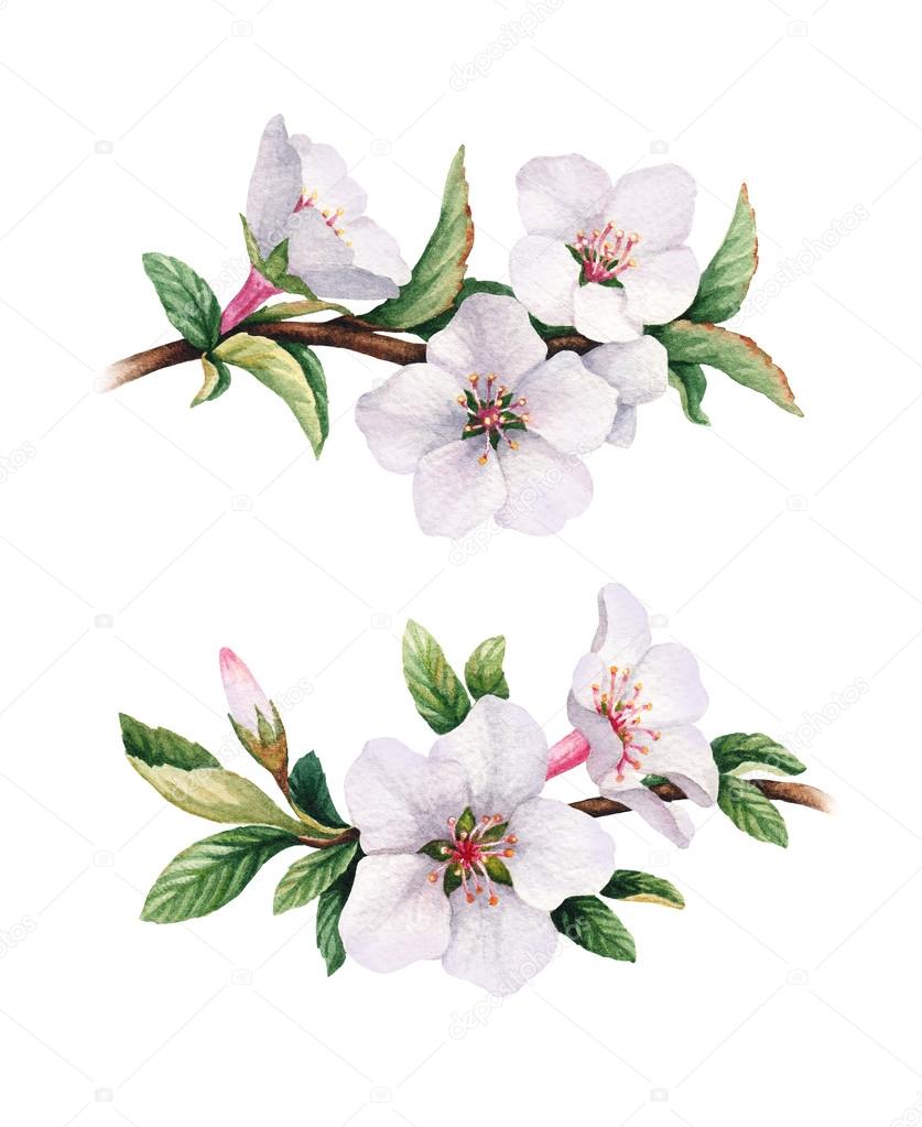 Watercolor cherry flower illustrations