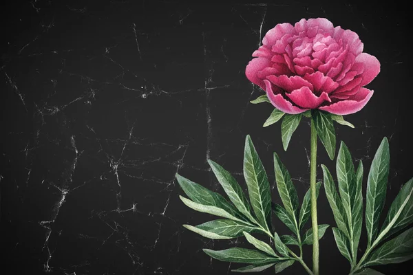 Illusztráció: a pünkösdi rózsa virág. — Stock Fotó