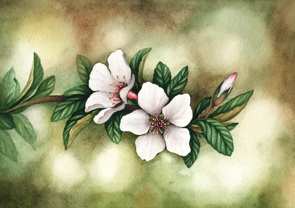 Watercolor flowers illustration — Stock Photo, Image