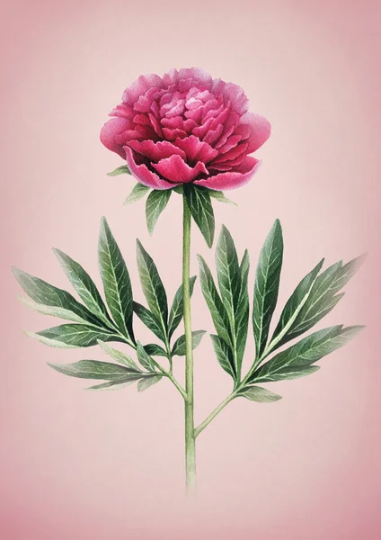 Illustratie van peony bloem — Stockfoto
