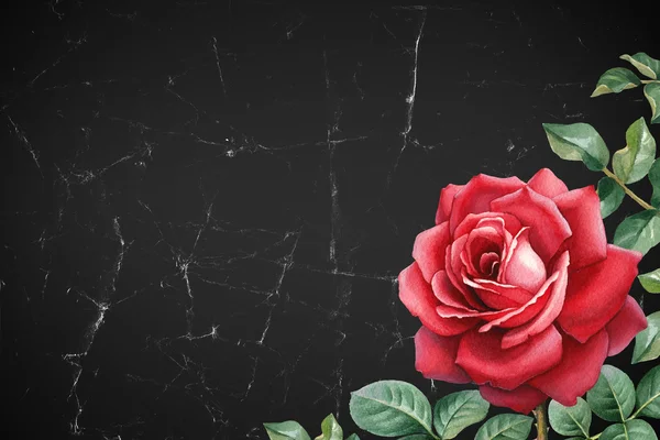 Ilustração aquarela de uma flor de rosa . — Fotografia de Stock