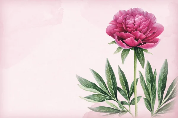 Watercolor illustration of a peony flower. — Stock Photo, Image