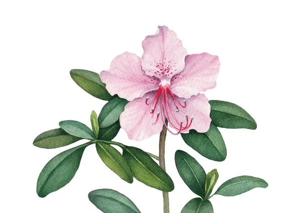 Akvarel květiny ilustrace — Stock fotografie