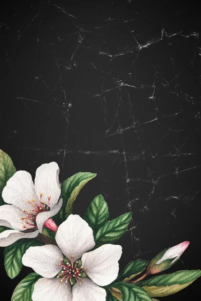 Fondo con flores de cerezo acuarela . — Foto de Stock