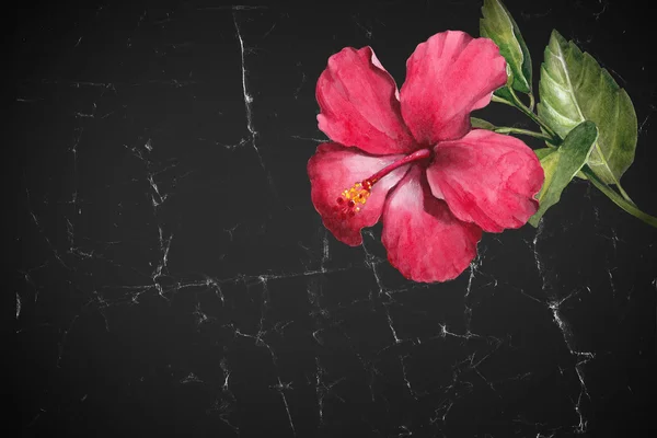 Ilustração de uma flor de hibisco — Fotografia de Stock