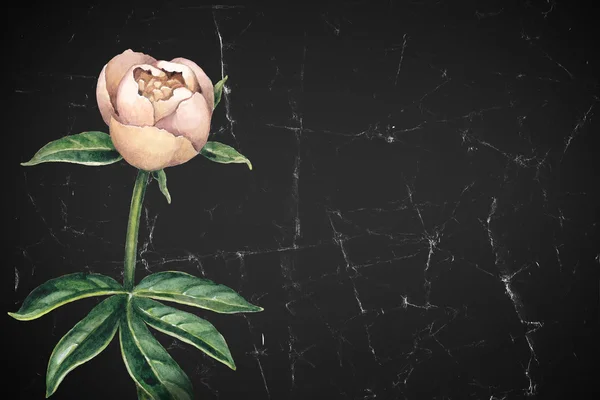 Illusztráció: a pünkösdi rózsa virág. — Stock Fotó
