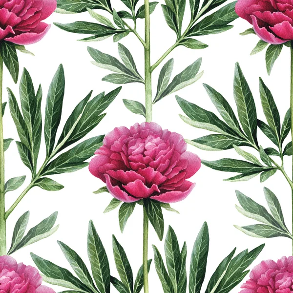 Watercolor peony flowers illustration. — Stock Photo, Image