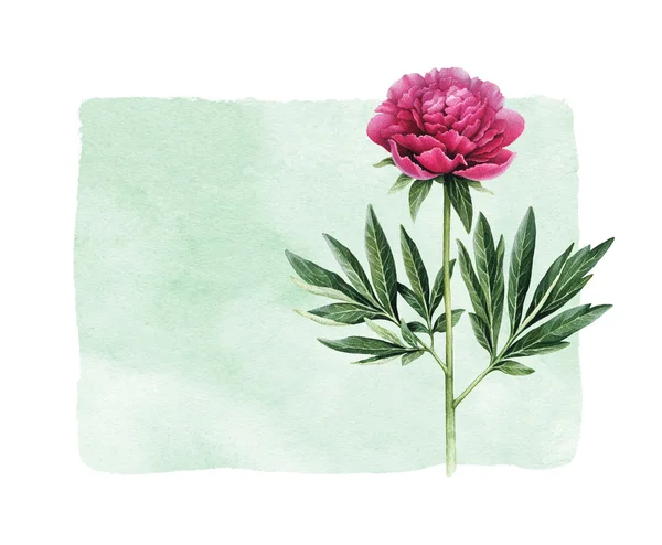 Watercolor illustration of a peony flower. — Stock Photo, Image