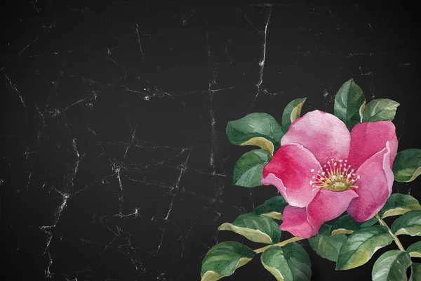 野生的玫瑰花朵的插图 — 图库照片