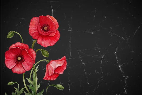 Illustratie van poppy bloemen — Stockfoto
