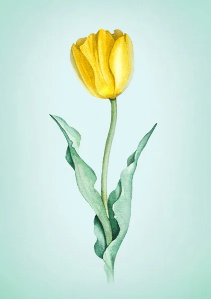 Aquarel tulip flower. — Stockfoto