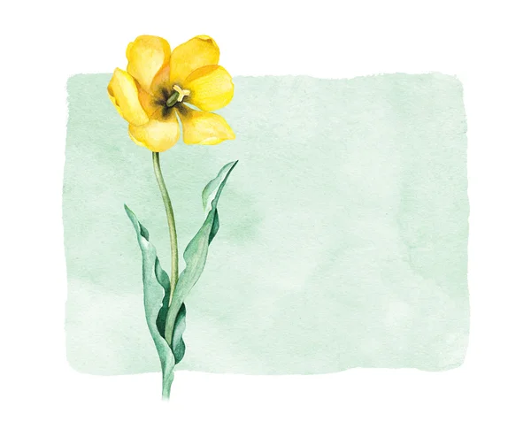 Akvarell tulipán virág. — Stock Fotó