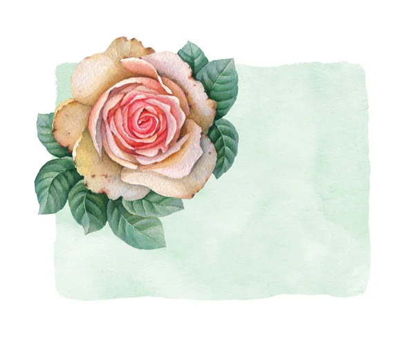 Aquarell-Illustration von Rosenblüten — Stockfoto