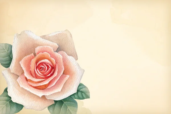 Illustrazione ad acquerello di fiori di rosa — Foto Stock