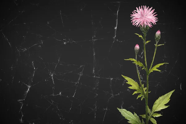 Ilustração aquarela de uma flor selvagem . — Fotografia de Stock