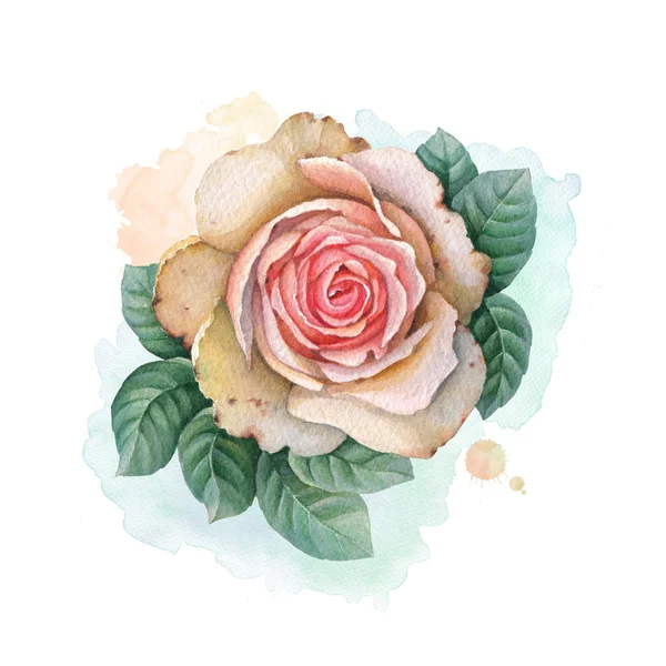 Illustration der Rosenblüte — Stockfoto