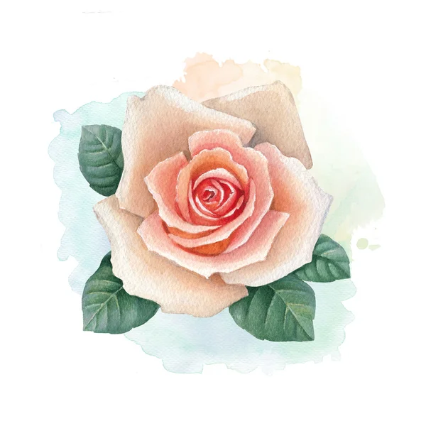 Illustration de fleur de rose — Photo