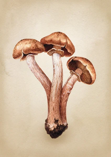 Акварельна ілюстрація грибів — стокове фото