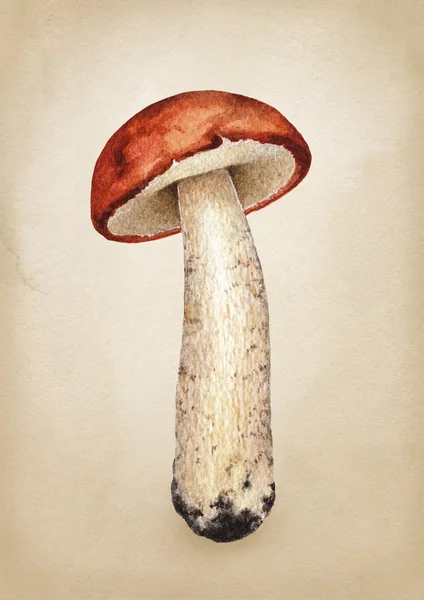 Aquarell-Illustration eines Pilzes — Stockfoto