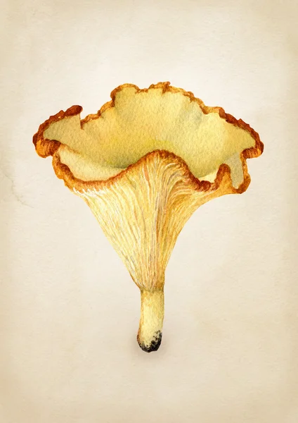 Illustrazione ad acquerello di un fungo — Foto Stock