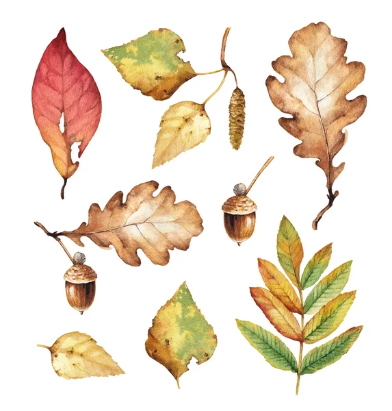 Aquarel illustratie van bladeren — Stockfoto